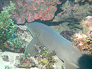 Picture 'Cur1_0_01202 Nurse Shark, Shark, Curacao'